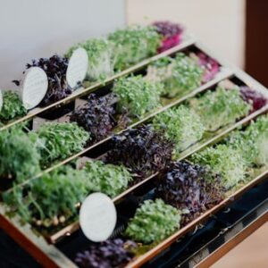 Freeze Dried Microgreen Powder