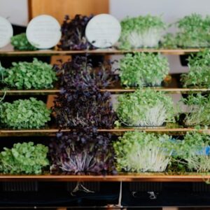 Microgreen Seasoning Blend