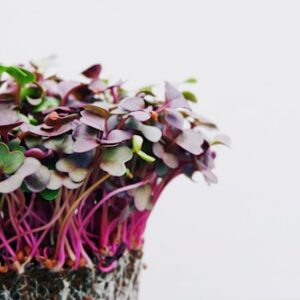 Fresh Microgreens Variety Pack