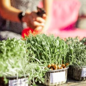 Microgreens for Smoothies