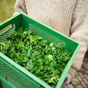 Microgreens Gift Box